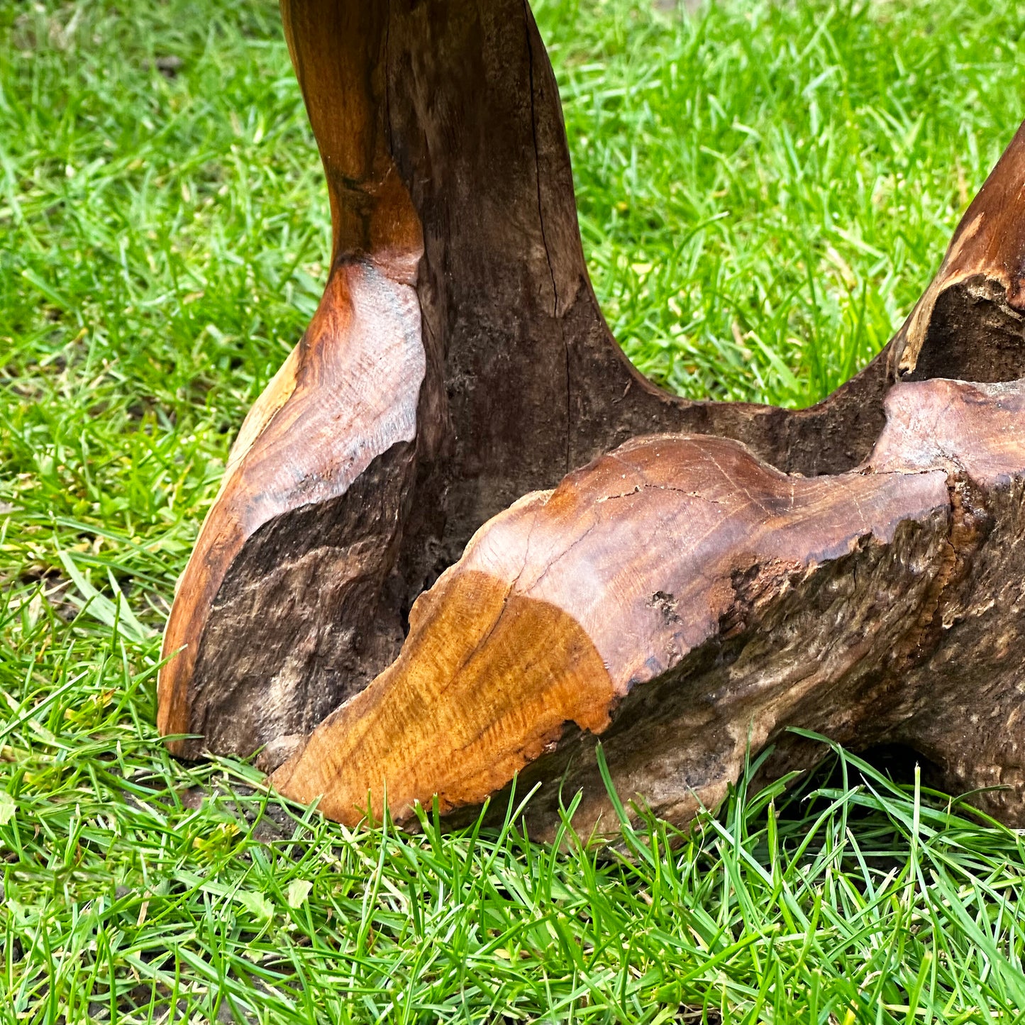 Teak Root Double Wild Mushroom Sculpture