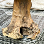 Teak Root Mushroom Sculpture 35cm