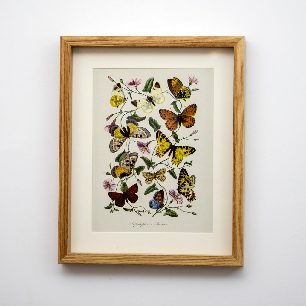 Set of 3 Butterfly Botanical Framed Wall Prints