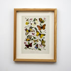 Set of 3 Butterfly Botanical Framed Wall Prints
