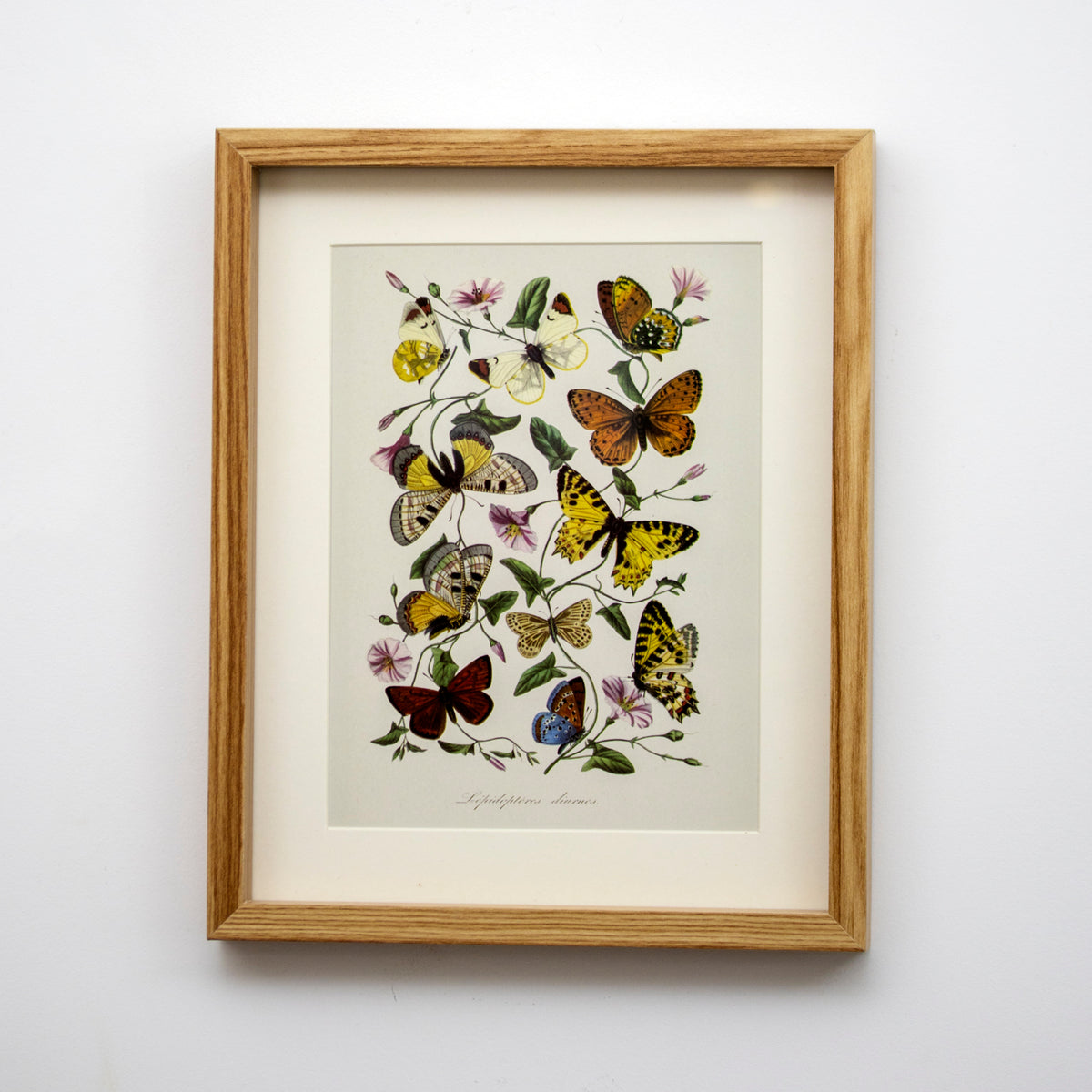 Set of 3 Butterfly Botanical Framed Wall Prints