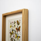 Set of 3 Butterfly Botanical Framed Wall Prints