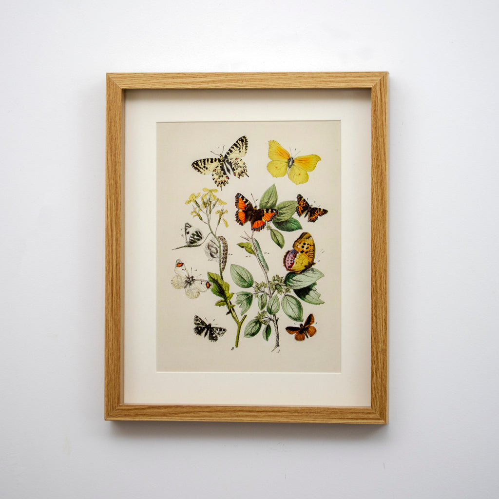 Set of 3 Butterfly Botanical Framed Wall Prints