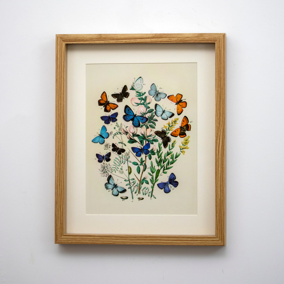 Set of 3 Butterfly Botanical Framed Wall Prints