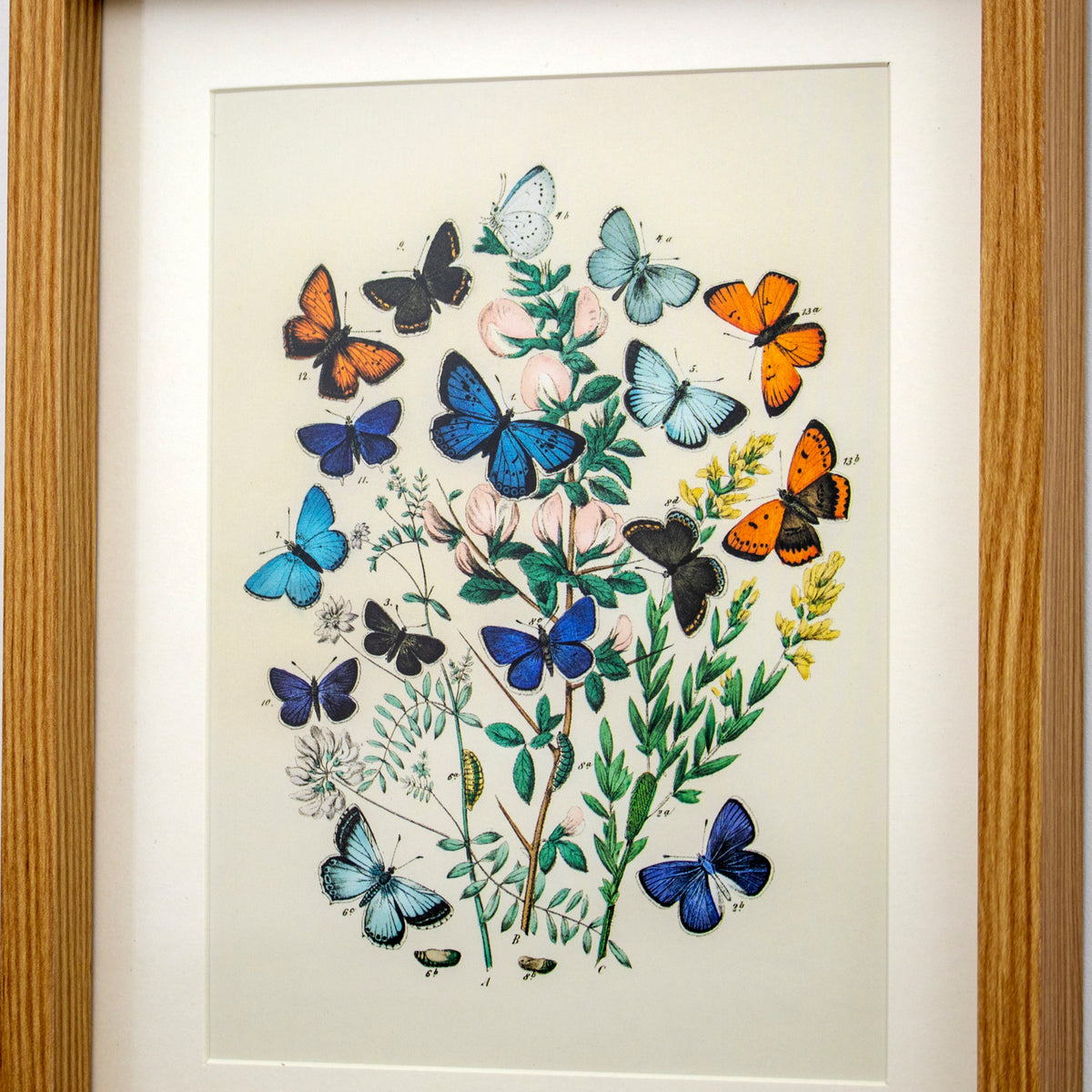 Set of 3 Butterfly Botanical Framed Wall Prints