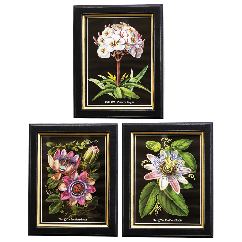 Set Of 3 Botanical Florals Framed Print