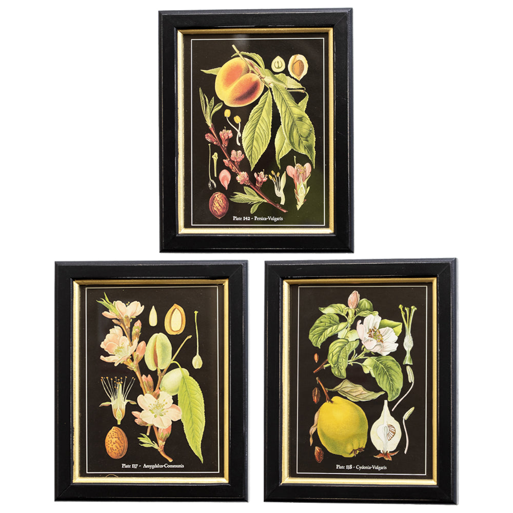 Set Of 3 Botanical Fruits Framed Print