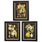 Set Of 3 Botanical Fruits Framed Print