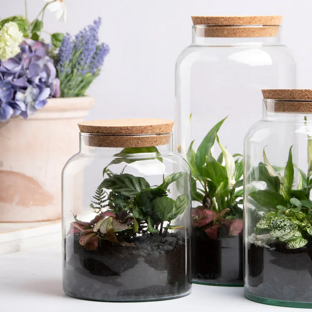 Half Open Terrarium Bottle With Cork Lid
