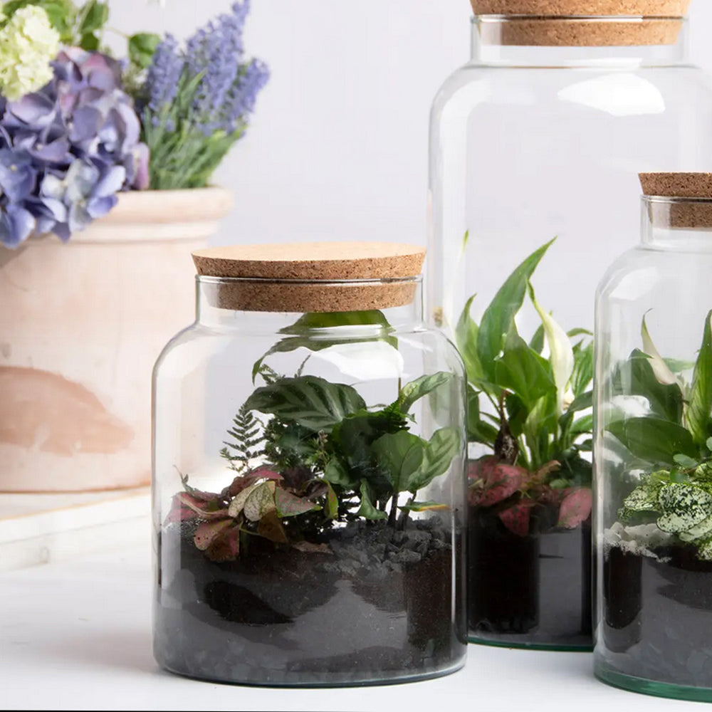Half Open Terrarium Bottle With Cork Lid