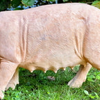 Rashy The Pig Garden Ornament