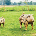 Teak Root Large Pig Sculpture