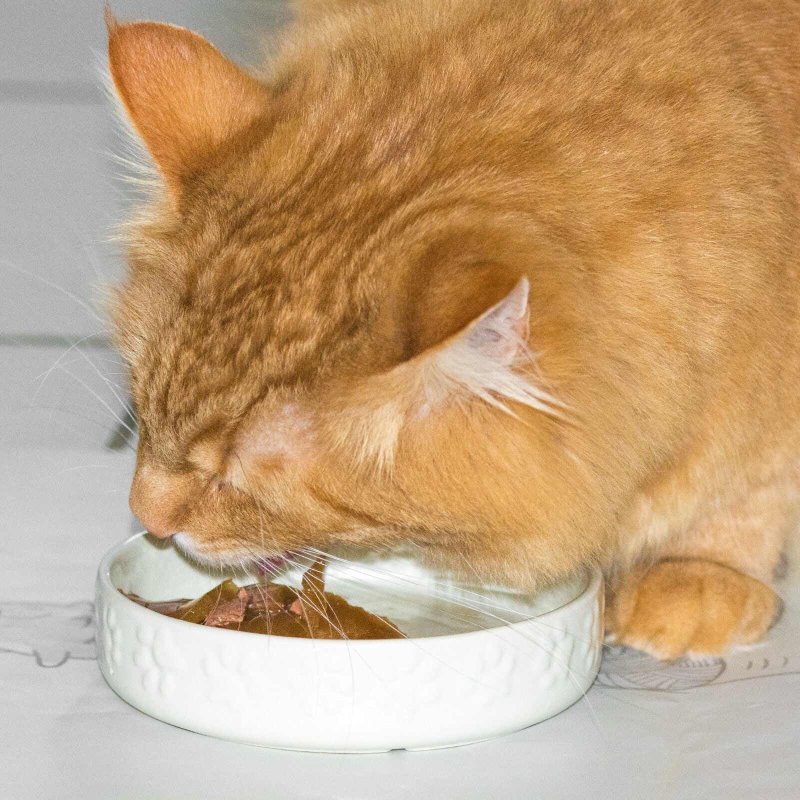 Set Of 2 Paw Print Cream Cat Bowls