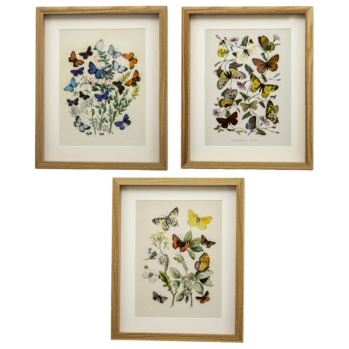 Set of 3 Butterfly Botanical Framed Wall Prints