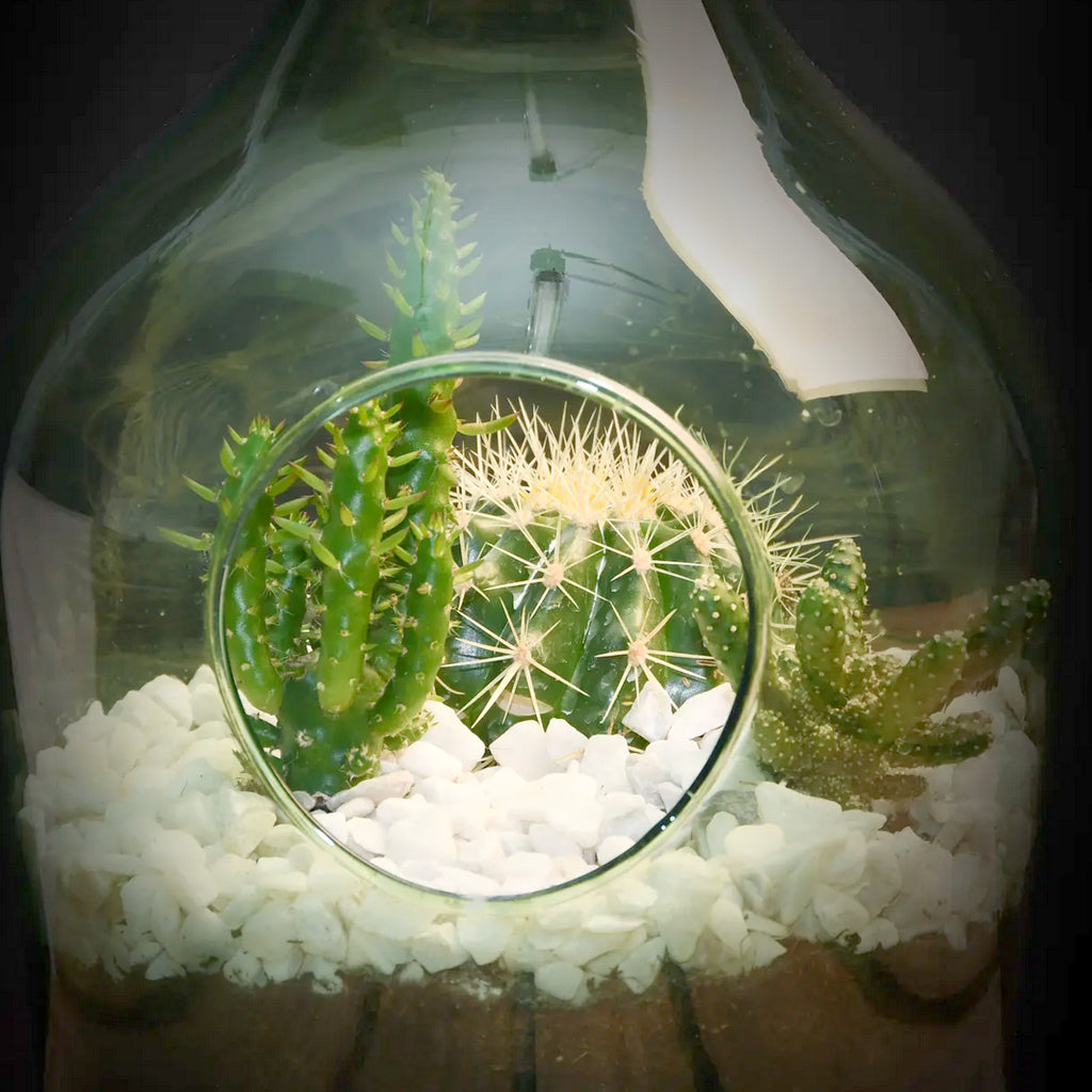 DIY 3 Litre Open Bottle Terrarium Set
