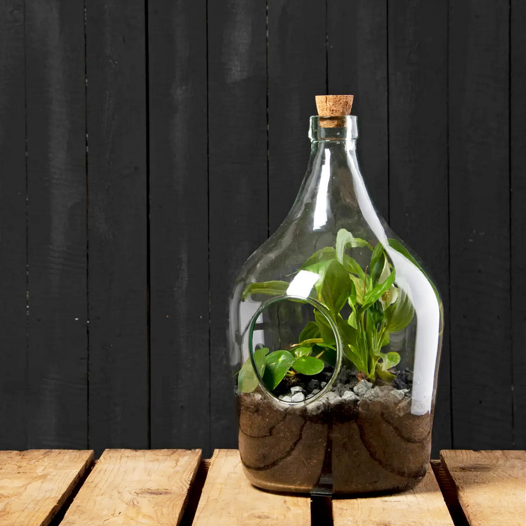 DIY 3 Litre Open Bottle Terrarium Set