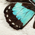Cyan Blue And Black Butterfly Wall Art