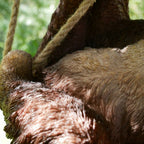 Hanging Sloth Garden Sculpture