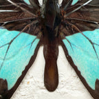Cyan Blue And Black Butterfly Wall Art