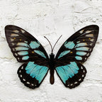 Cyan Blue And Black Butterfly Wall Art