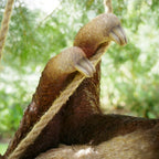 Hanging Sloth Garden Sculpture