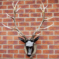 Extra Large Glossy Black Stags Wall Head