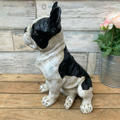 Sitzende französische Bulldogge