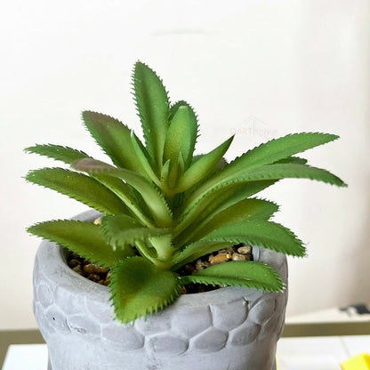 Cement Buddha Head Succulent