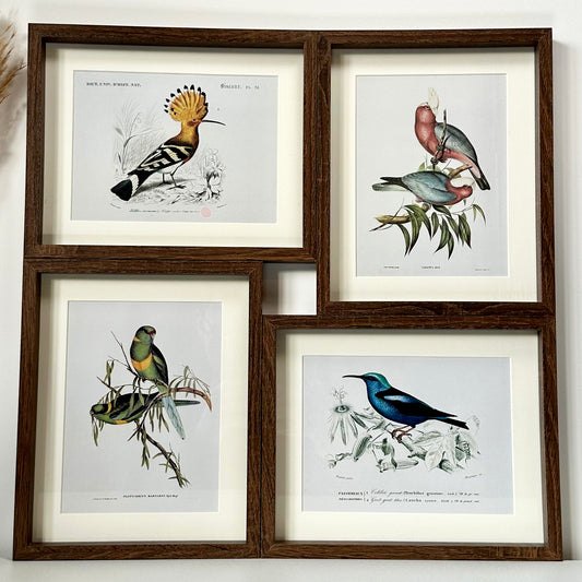 Set Of 4 Birds Of Paradise Framed Prints