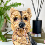 Yorkshire-Terrier-Hund mit Bleiverzierung