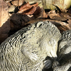 Stone Cuddling Love Hedgehogs Sculpture