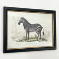 Vintage Zebra Framed Wall Art