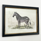 Vintage Zebra gerahmte Wandkunst