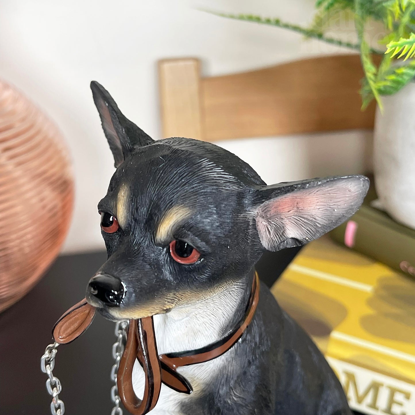 Chihuahua-Hund mit Bleiverzierung