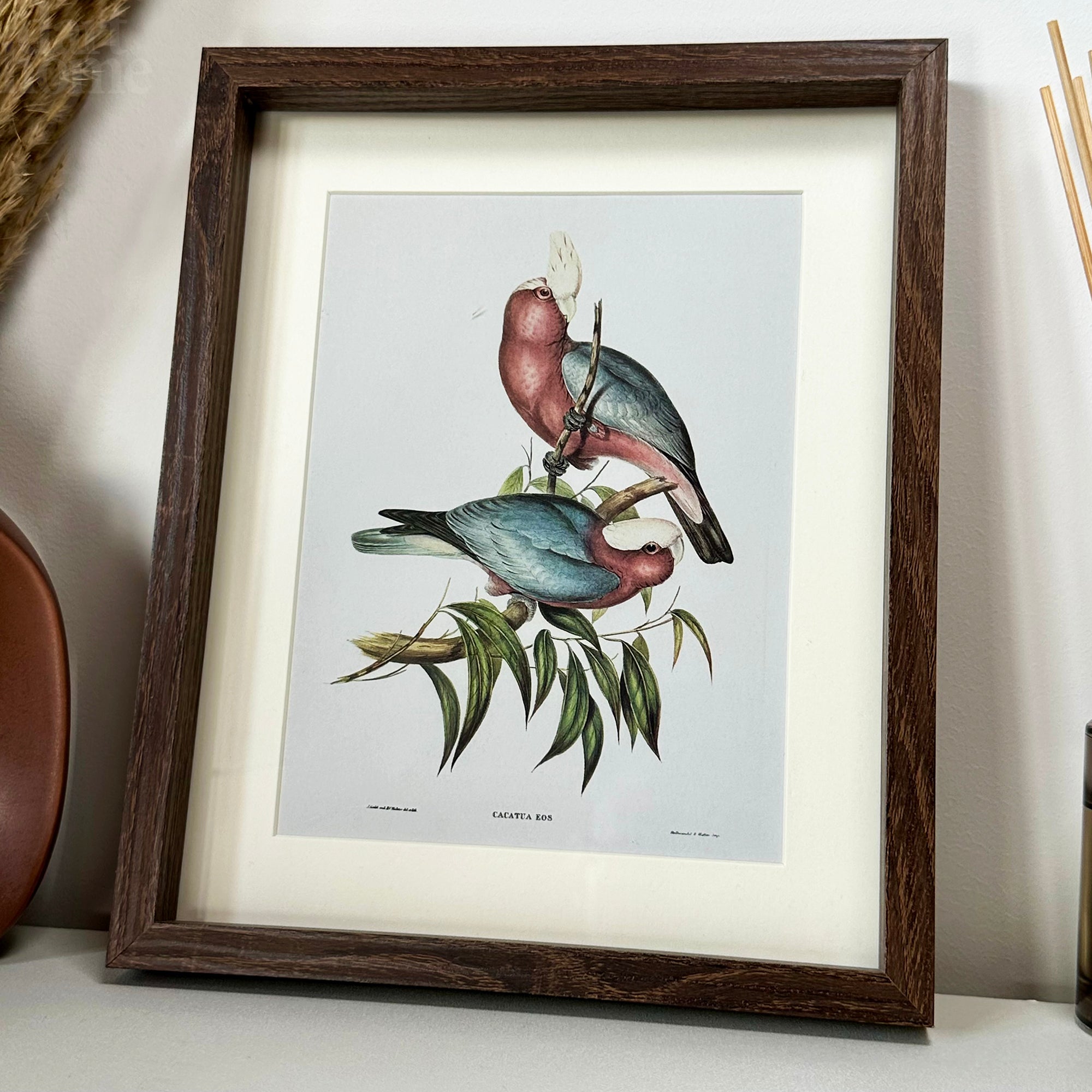 Set Of 4 Birds Of Paradise Framed Prints