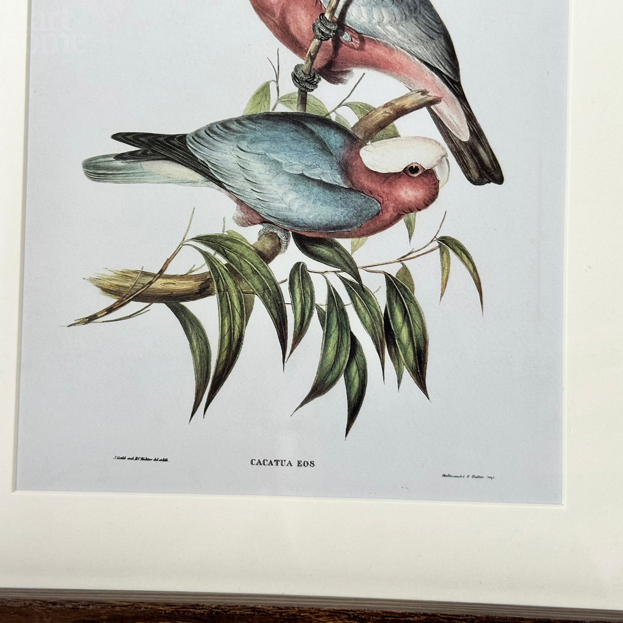 Set Of 4 Birds Of Paradise Framed Prints