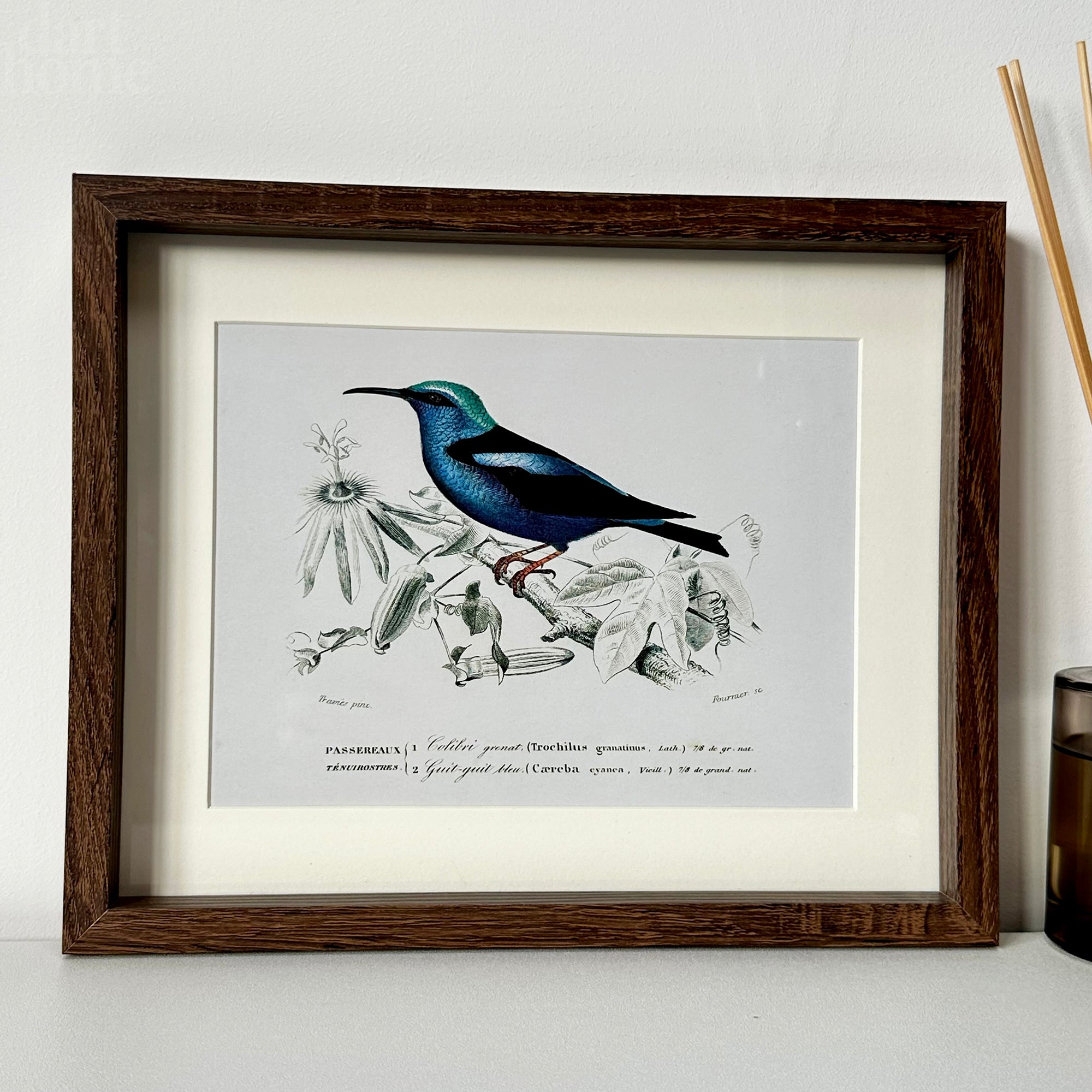 Set Of 4 Birds Of Paradise Framed Prints