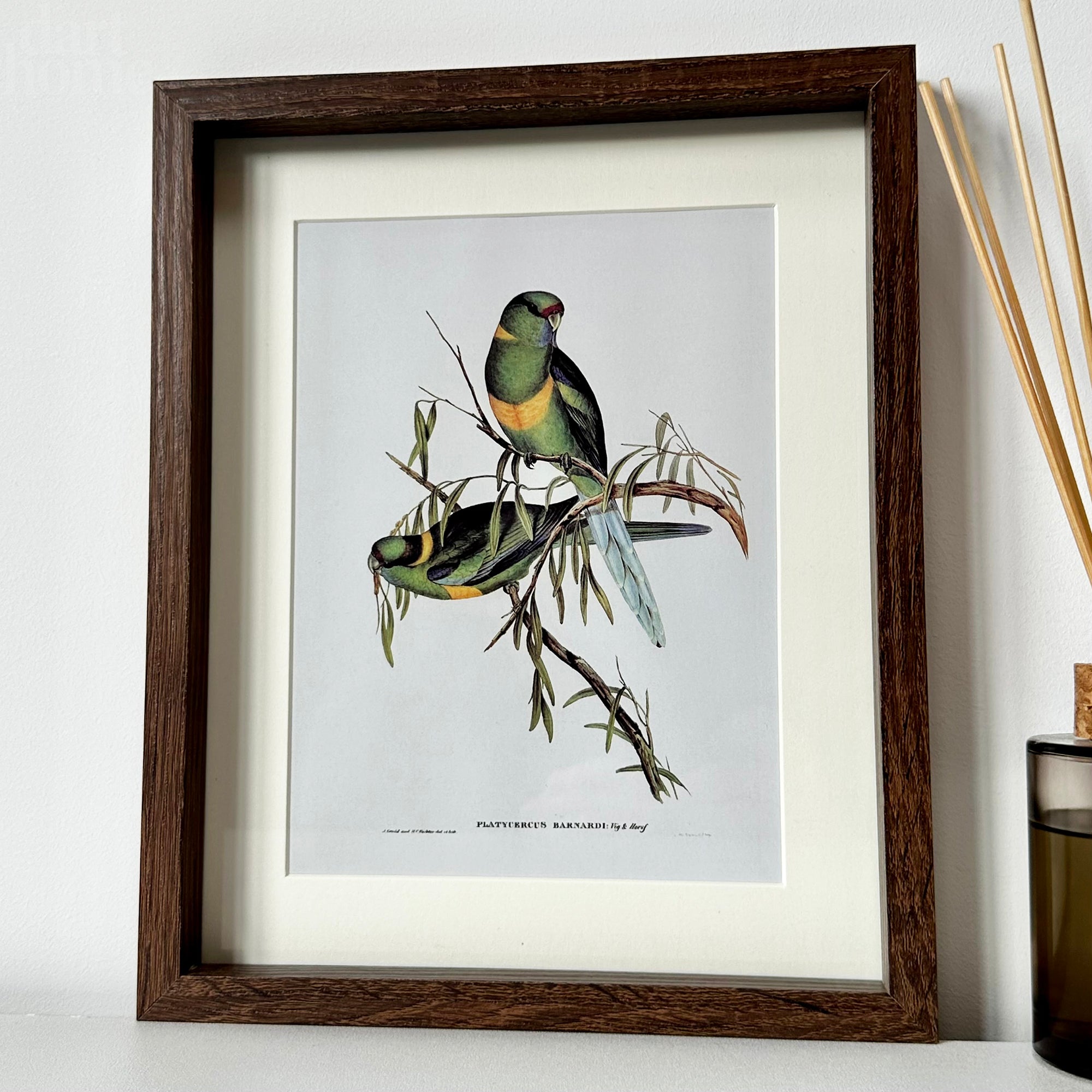 Set Of 4 Birds Of Paradise Framed Prints