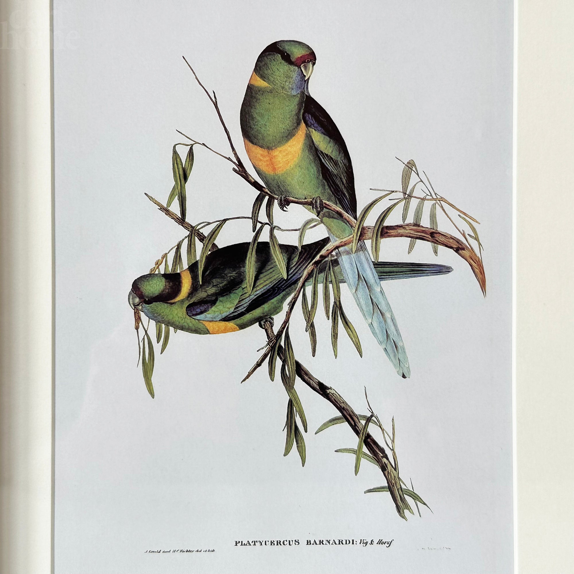 Set Of 4 Birds Of Paradise Framed Prints