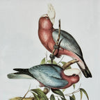 Set mit 4 gerahmten Drucken „Paradiesvögel“.