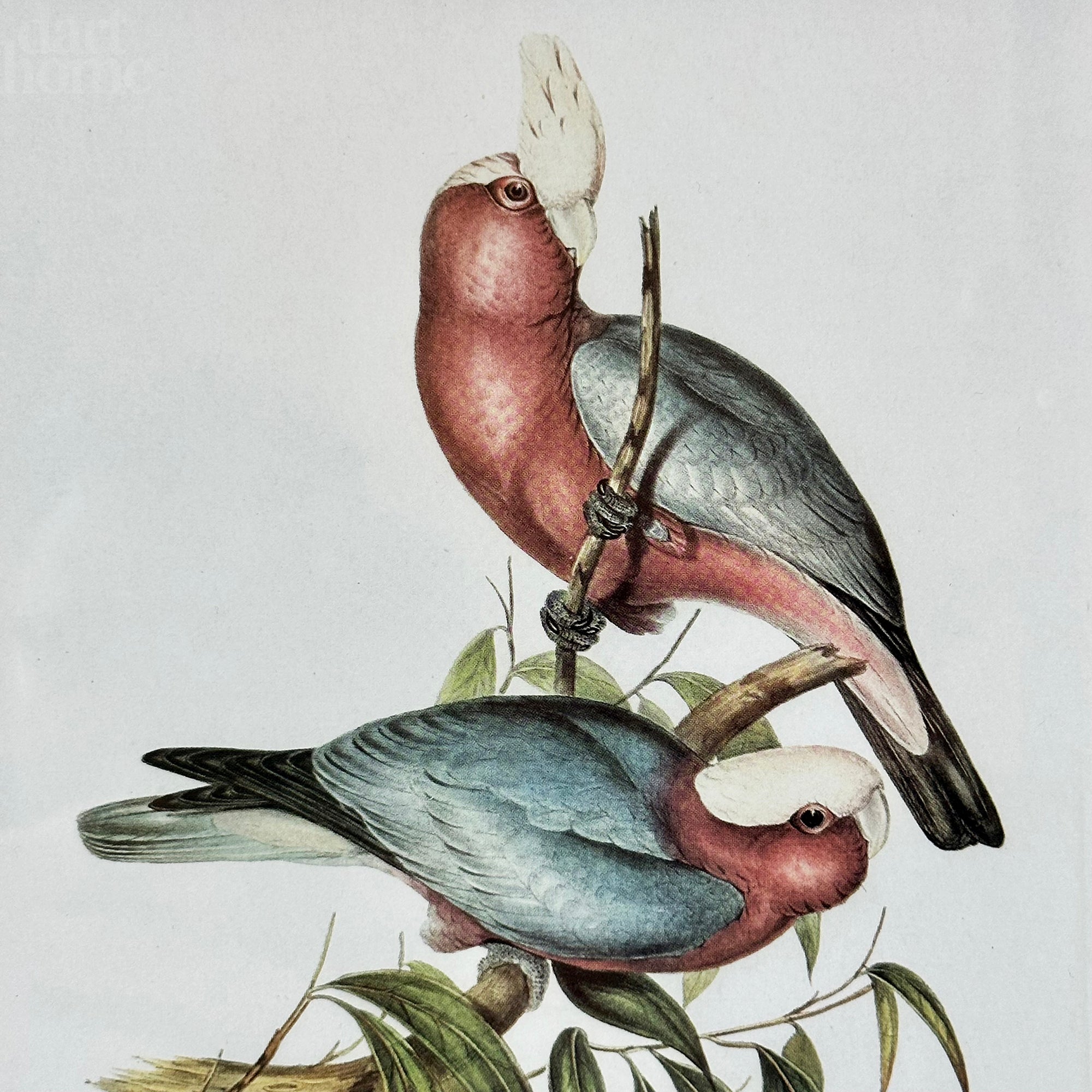 Set Of 4 Birds Of Paradise Framed Prints