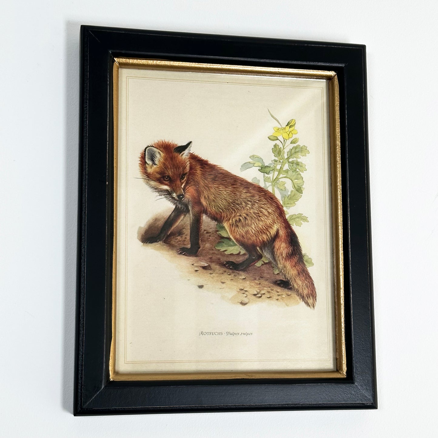 Forest Fox Toile Framed Print