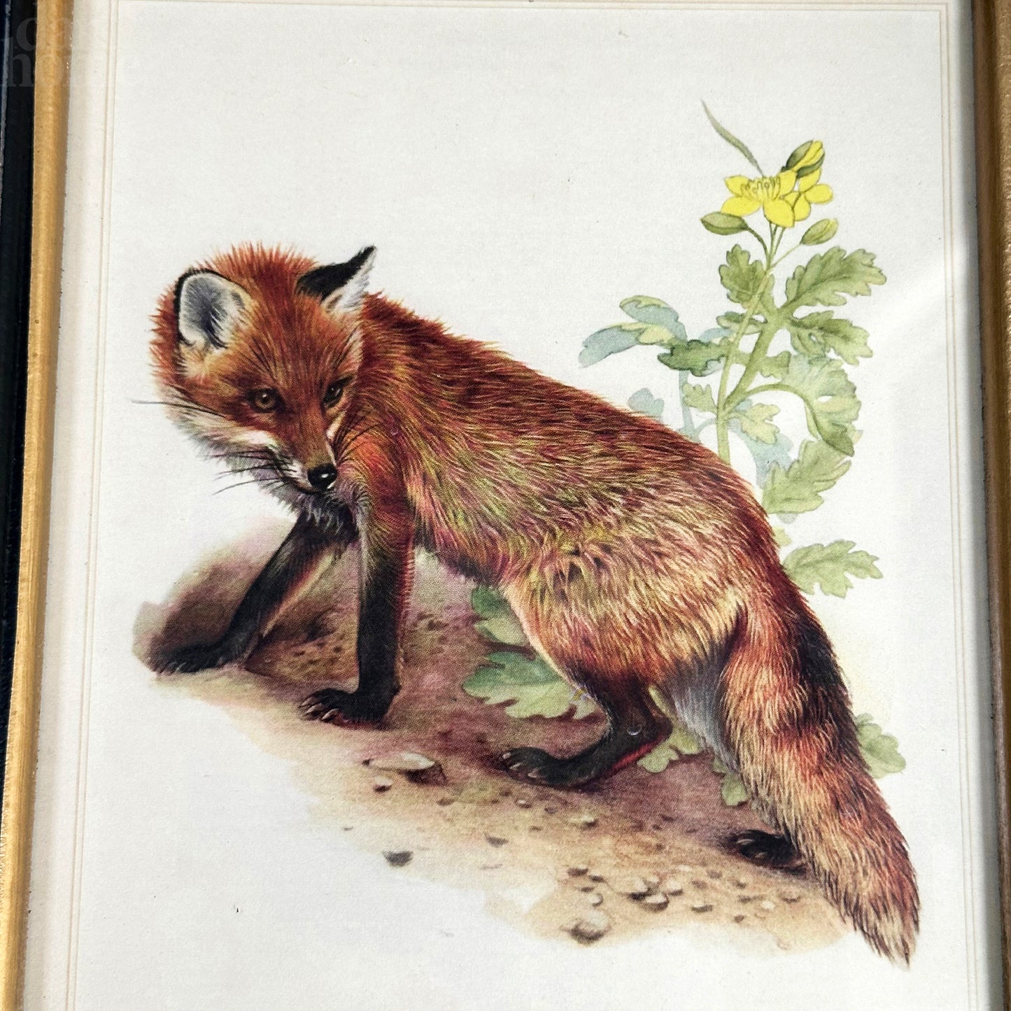 Forest Fox Toile Framed Print