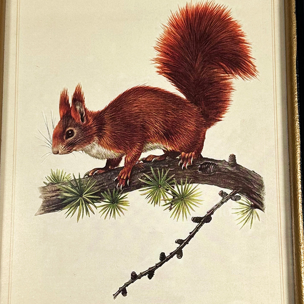 Waldroter Eichhörnchen-Toile-Gerahmter Druck