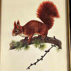 Waldroter Eichhörnchen-Toile-Gerahmter Druck