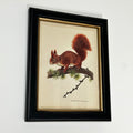Waldroter Eichhörnchen-Toile-Gerahmter Druck