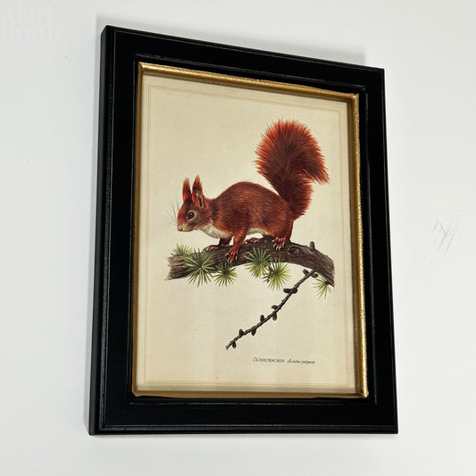 Forest Red Squirrel Toile Framed Print