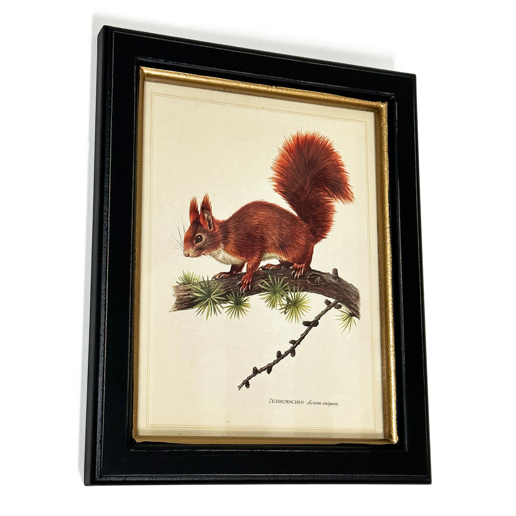 Waldroter Eichhörnchen-Toile-Gerahmter Druck