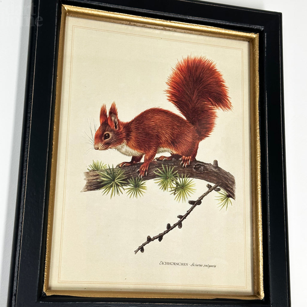 Waldroter Eichhörnchen-Toile-Gerahmter Druck