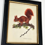 Waldroter Eichhörnchen-Toile-Gerahmter Druck
